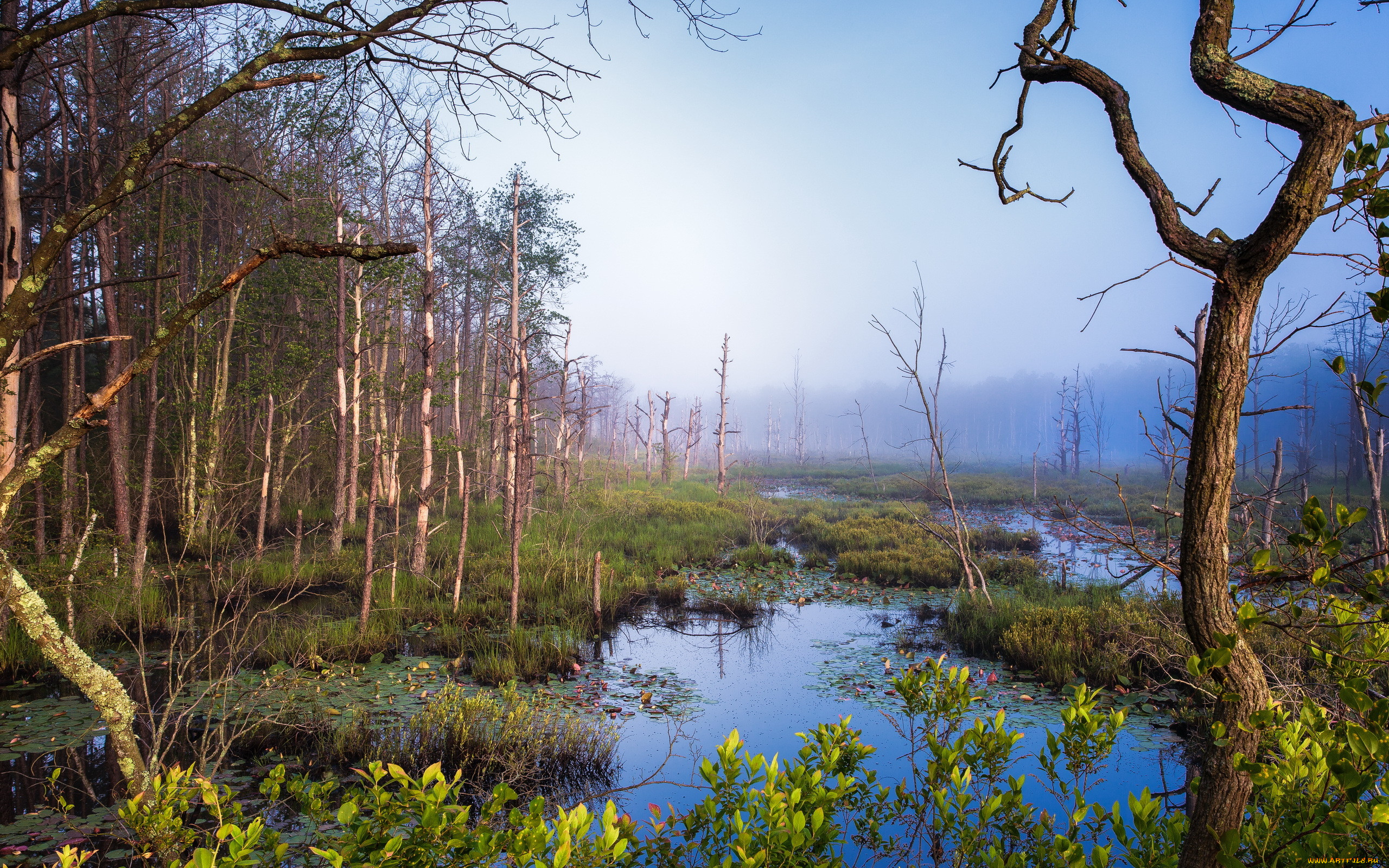 Дюлокский лес болото